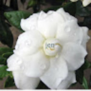 Meet your Posher, Amie